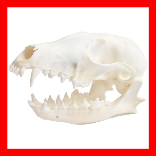 Wixine 1pcs real red - wixine,