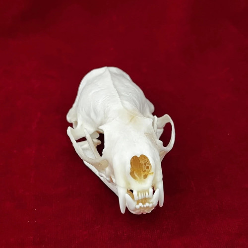 Taxidermy real animals skulls - animals,
