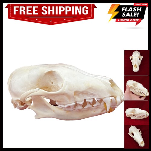 High quality real - real, fox