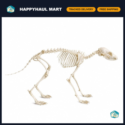 Real fox skull bone skeleton - fox,