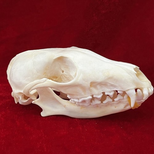Real fox skull taxidermy - fox,
