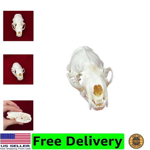 Taxidermy real animals skulls - real,