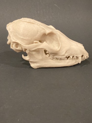 Fox skull - fox,