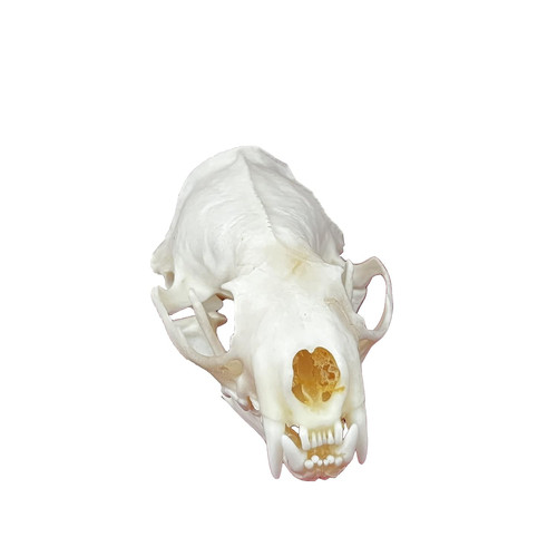 Taxidermy real animals skulls - real,