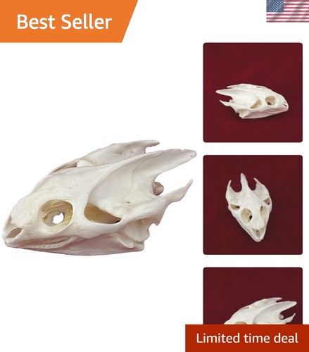 Taxidermy real animals skulls - taxidermy,