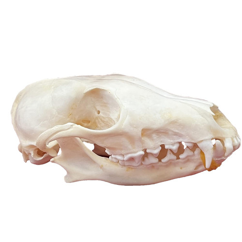 Taxidermy real animals skulls - taxidermy,
