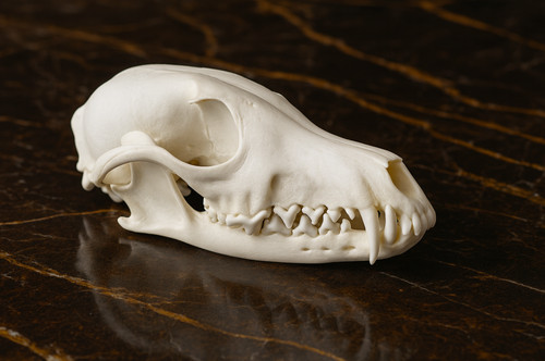 Premium fox skull - fox, 1:1